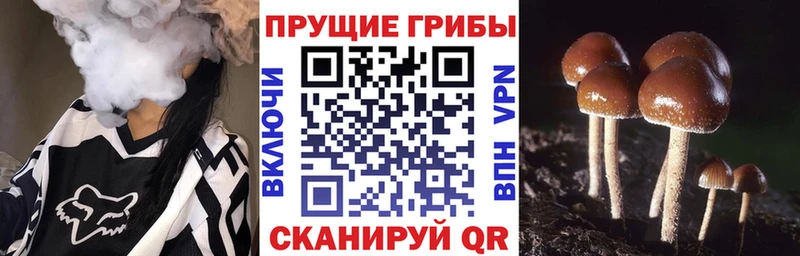 Купить где  Дудинка  Галлюциногенные грибы MAGIC MUSHROOMS 